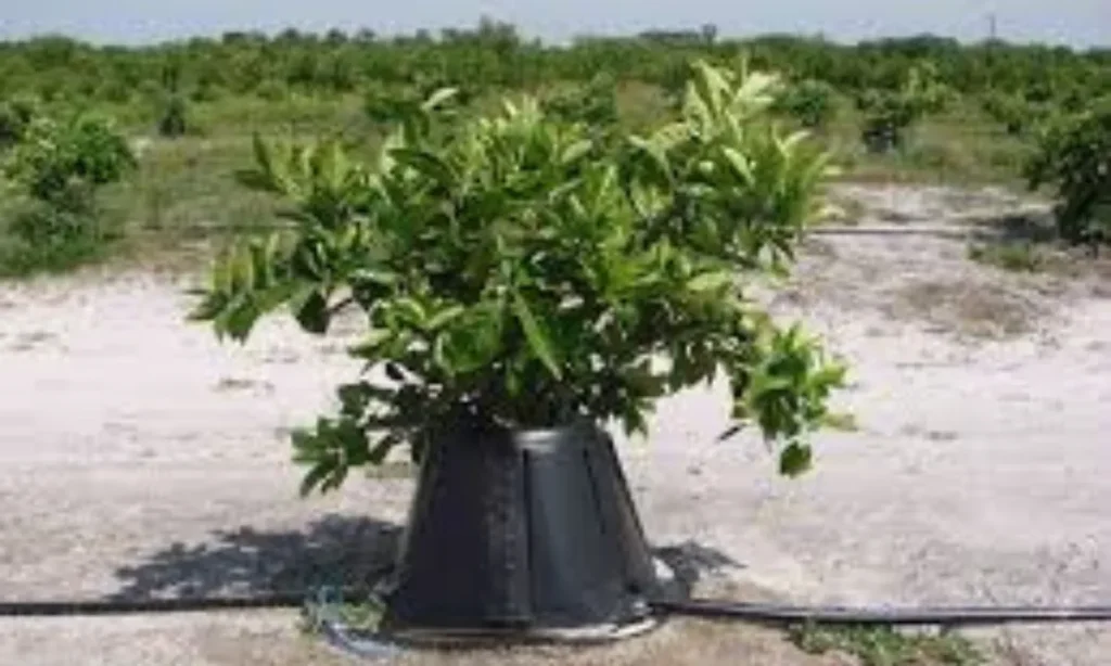 Tree T Pee Net Worth